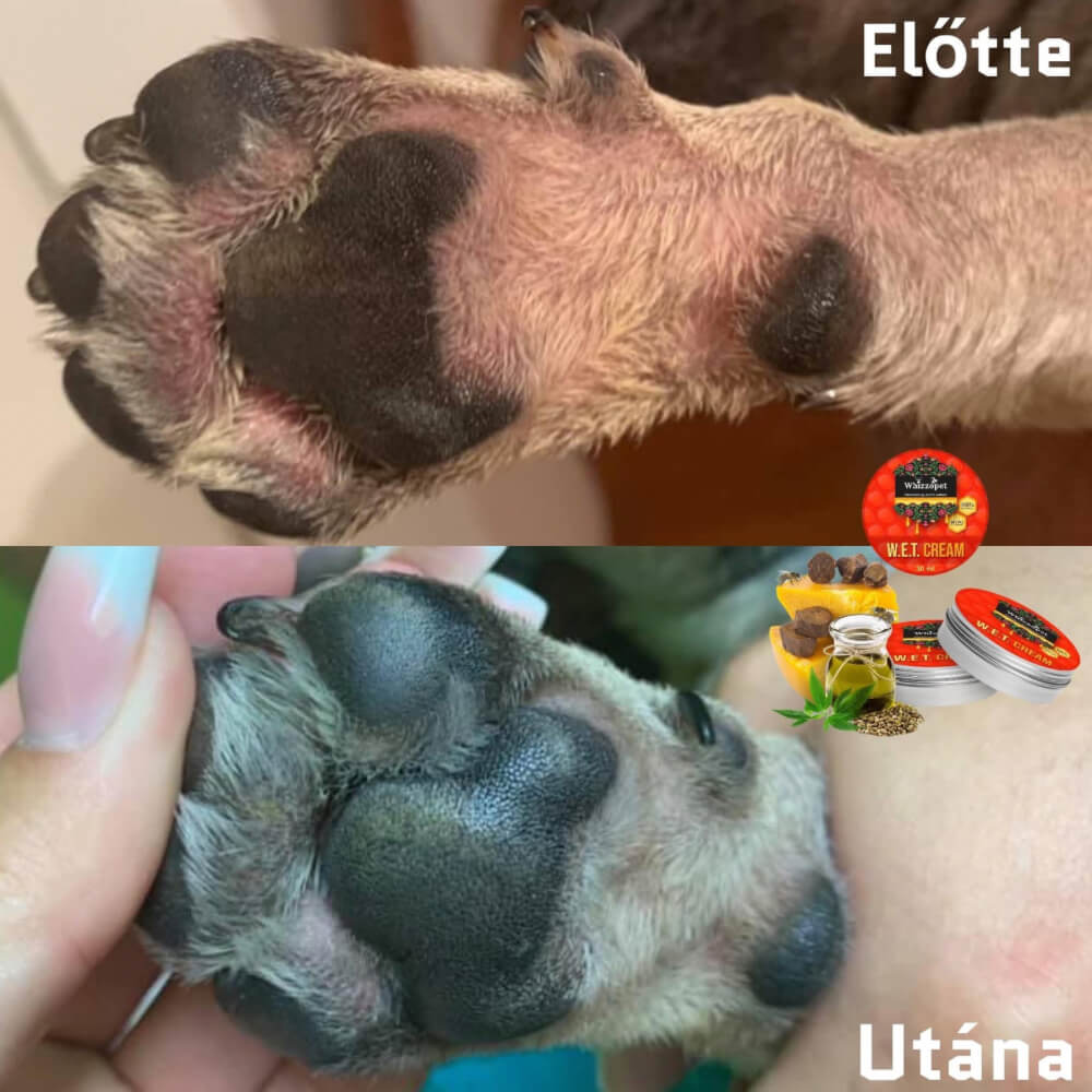 Kutya bőrgomba kezelése W.E.T. Creammel- előtte és utána fotó