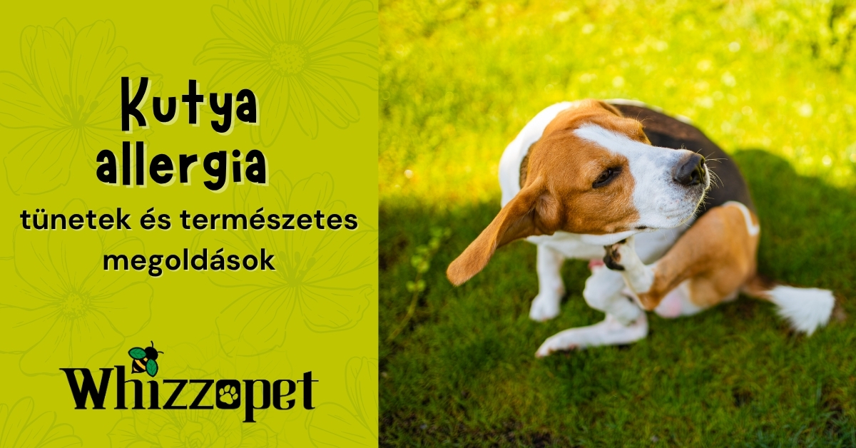 Kutya vakaródzik a fűben-kutya allergia tünetek és természetes megoldások