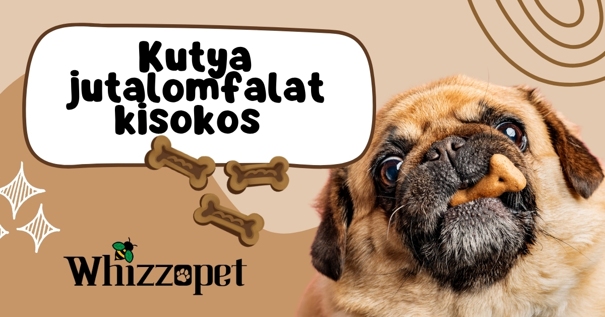 Kutya jutalomfalat kisokos- Whizzopet