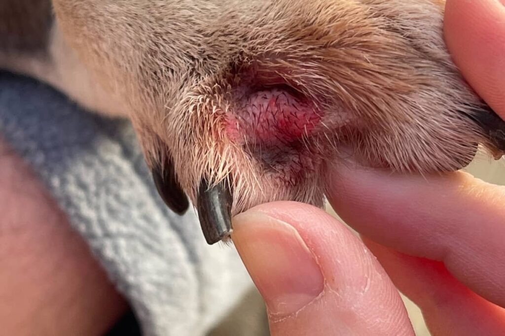 Kutyamancson látható vörös, gyulladt sérülés közelről. Illusztráció a mancsnyalogatás lehetséges okairól.