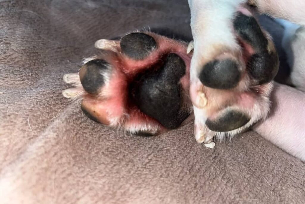 Kutyus talppárnái erősen vörösek és gyulladtak. Illusztráció a mancsnyalogatást kiváltó bőrproblémákhoz.