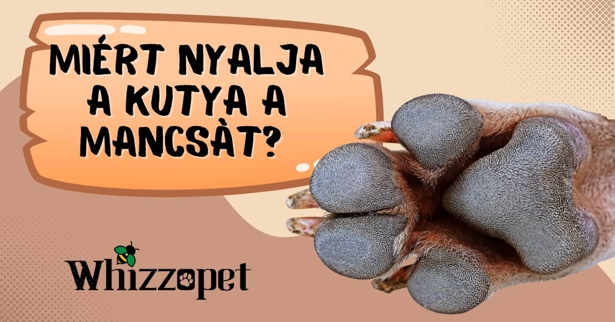 Illusztráció a Miért nyalogatja a kutya a mancsát? című Whizzopet bloghoz, kutyamancsot ábrázoló borítóképpel.