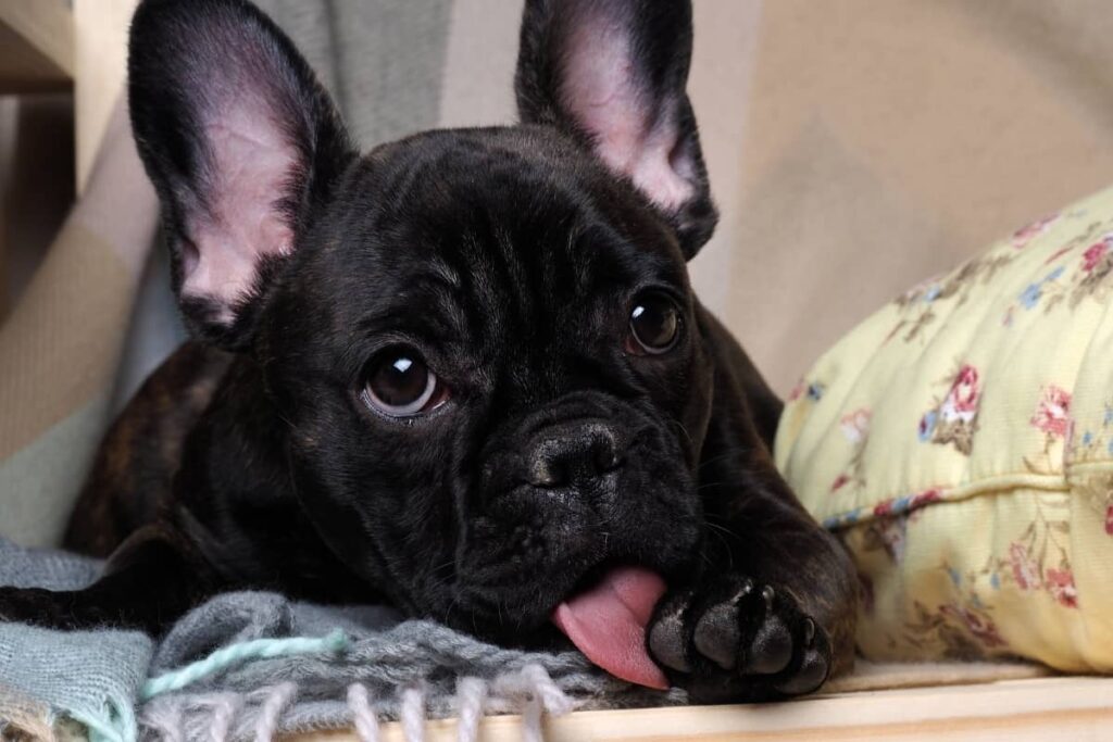 Fekete kölyökkutya a mancsát nyalogatja, illusztráció a mancsnyalogatás okainak bemutatásához.