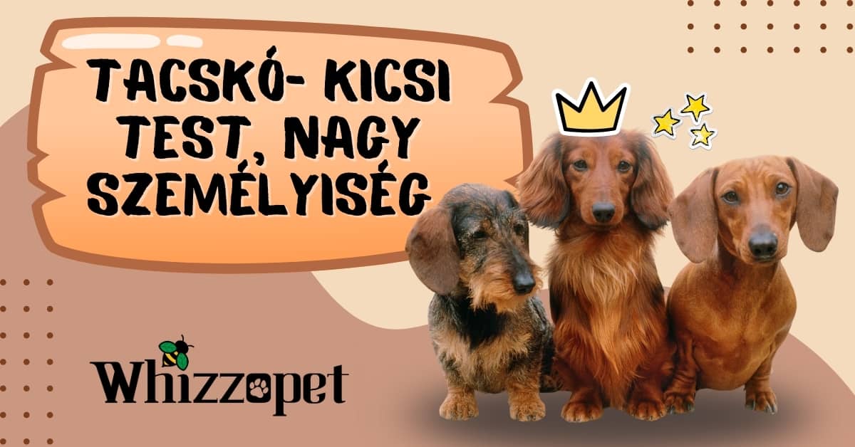 Tacskó, kicsi test, nagy személyiség - Whizzopet blog.