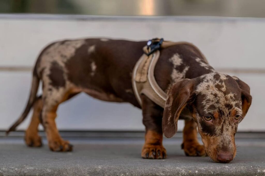 Merle tacskó jellegzetes foltos mintázattal.