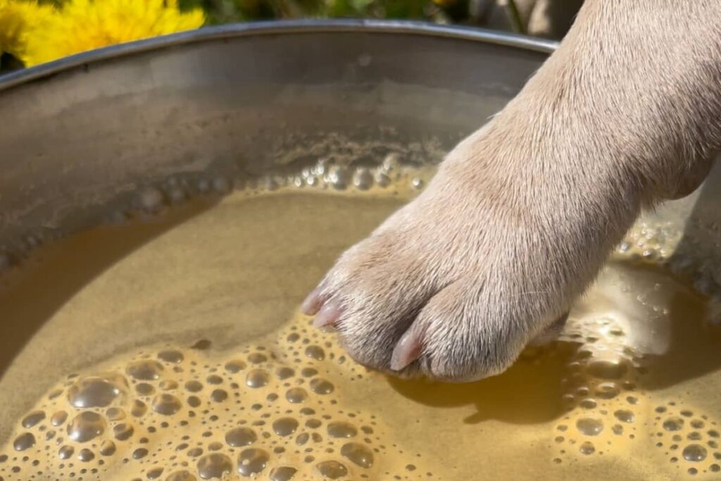 Kutya mancs áztatása Medi Sal oldatban. Természetes mancsápolási rutin irritált mancsokra.