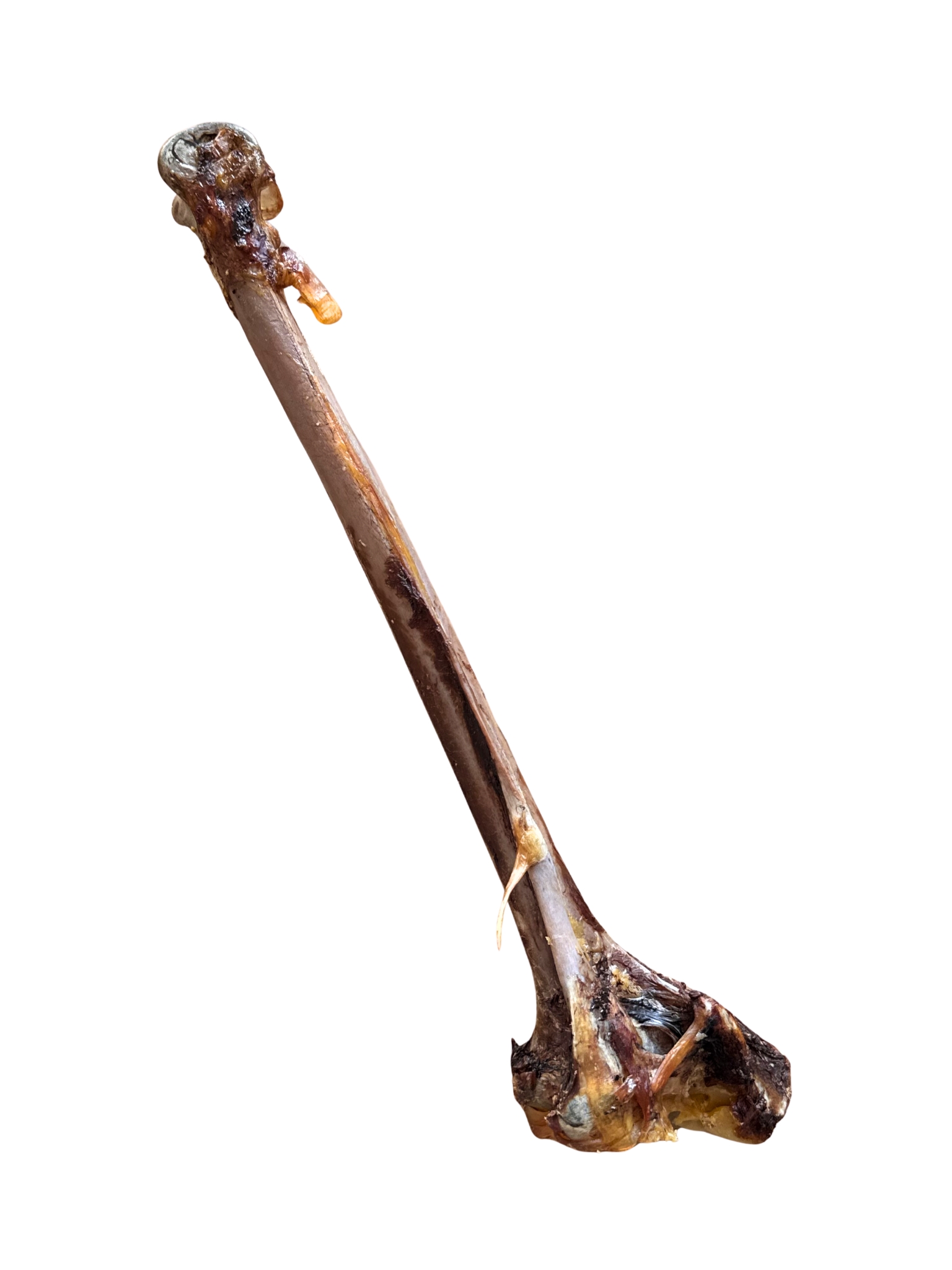 Egész emu lábszárcsont természetes rágó kutyáknak.