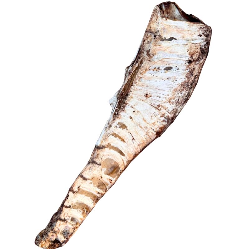 Szárított strucc medencecsont kutyáknak,morzsolódó csontszerkezet.