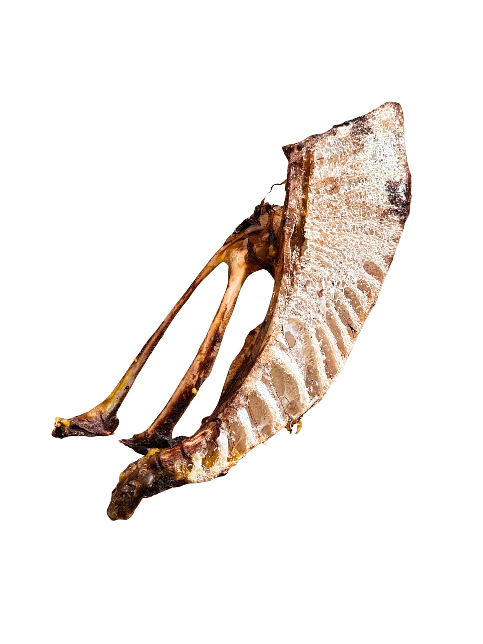 Szivacsos szerkezetű emu medence rágócsont kutyáknak.